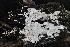  ( - FDS-CA-00102)  @11 [ ] by-nc (2024) Taye Bright Fungal Diversity Survey