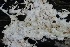  ( - FDS-CA-00102)  @11 [ ] by-nc (2024) Taye Bright Fungal Diversity Survey