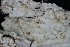  ( - FDS-CA-00102)  @11 [ ] by-nc (2024) Taye Bright Fungal Diversity Survey