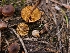  ( - FDS-CA-03578)  @11 [ ] by-nc (2024) Fresno Mycology Society Fungal Diversity Survey