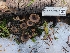  ( - FDS-CA-03579)  @11 [ ] by-nc (2024) Fresno Mycology Society Fungal Diversity Survey
