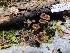  ( - FDS-CA-03579)  @11 [ ] by-nc (2024) Fresno Mycology Society Fungal Diversity Survey