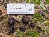  (Plicaria - FDS-CA-03582)  @11 [ ] by-nc (2024) Fresno Mycology Society Fungal Diversity Survey