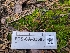  ( - FDS-CA-03585)  @11 [ ] by-nc (2024) Fresno Mycology Society Fungal Diversity Survey
