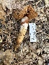  ( - FDS-CA-04393)  @11 [ ] by-nc (2024) Aaron Tupac Fungal Diversity Survey