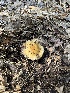  ( - FDS-CA-04393)  @11 [ ] by-nc (2024) Aaron Tupac Fungal Diversity Survey