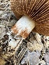  ( - FDS-CA-04393)  @11 [ ] by-nc (2024) Aaron Tupac Fungal Diversity Survey