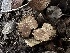  ( - FDS-CA-01640)  @11 [ ] c (2024) Rudy Diaz Fungal Diversity Survey