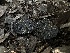  ( - FDS-CA-01642)  @11 [ ] c (2024) Rudy Diaz Fungal Diversity Survey