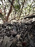  ( - FDS-CA-01642)  @11 [ ] c (2024) Rudy Diaz Fungal Diversity Survey