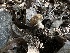  ( - FDS-CA-01645)  @11 [ ] c (2024) Rudy Diaz Fungal Diversity Survey