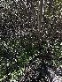  ( - FDS-CA-01645)  @11 [ ] c (2024) Rudy Diaz Fungal Diversity Survey