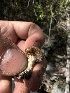  ( - FDS-CA-01645)  @11 [ ] c (2024) Rudy Diaz Fungal Diversity Survey