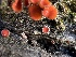  ( - FDS-CA-01643)  @11 [ ] c (2024) Rudy Diaz Fungal Diversity Survey