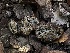  ( - FDS-CA-01639)  @11 [ ] c (2024) Rudy Diaz Fungal Diversity Survey