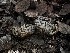  ( - FDS-CA-01639)  @11 [ ] c (2024) Rudy Diaz Fungal Diversity Survey