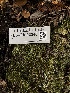  ( - FDS-CA-03340)  @11 [ ] by (2024) Justin Paulin Fungal Diversity Survey