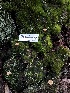  ( - FDS-CA-03342)  @11 [ ] by (2024) Justin Paulin Fungal Diversity Survey