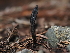  ( - FDS-CA-03336)  @11 [ ] by (2024) Justin Paulin Fungal Diversity Survey