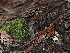  ( - FDS-CA-03336)  @11 [ ] by (2024) Justin Paulin Fungal Diversity Survey