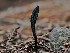  ( - FDS-CA-03336)  @11 [ ] by (2024) Justin Paulin Fungal Diversity Survey
