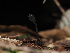  ( - FDS-CA-03337)  @11 [ ] by (2024) Justin Paulin Fungal Diversity Survey