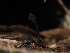  (Trichoglossum sp. CA02 - FDS-CA-03337)  @11 [ ] by (2024) Justin Paulin Fungal Diversity Survey