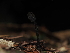  ( - FDS-CA-03337)  @11 [ ] by (2024) Justin Paulin Fungal Diversity Survey