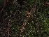  ( - FDS-CA-03339)  @11 [ ] by (2024) Justin Paulin Fungal Diversity Survey