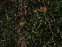  ( - FDS-CA-03339)  @11 [ ] by (2024) Justin Paulin Fungal Diversity Survey