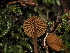  ( - FDS-CA-03339)  @11 [ ] by (2024) Justin Paulin Fungal Diversity Survey