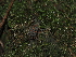  ( - FDS-CA-03340)  @11 [ ] by (2024) Justin Paulin Fungal Diversity Survey