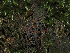  ( - FDS-CA-03340)  @11 [ ] by (2024) Justin Paulin Fungal Diversity Survey