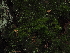 ( - FDS-CA-03342)  @11 [ ] by (2024) Justin Paulin Fungal Diversity Survey