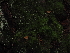  ( - FDS-CA-03342)  @11 [ ] by (2024) Justin Paulin Fungal Diversity Survey