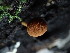  ( - FDS-CA-03345)  @11 [ ] by (2024) Justin Paulin Fungal Diversity Survey