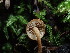  ( - FDS-CA-03345)  @11 [ ] by (2024) Justin Paulin Fungal Diversity Survey