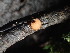  ( - FDS-CA-03347)  @11 [ ] by (2024) Justin Paulin Fungal Diversity Survey
