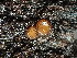  ( - FDS-CA-03347)  @11 [ ] by (2024) Justin Paulin Fungal Diversity Survey
