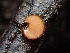  ( - FDS-CA-03347)  @11 [ ] by (2024) Justin Paulin Fungal Diversity Survey