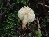  (Lepiota sp. PNW03 - FDS-CA-03348)  @11 [ ] by (2024) Justin Paulin Fungal Diversity Survey