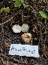  ( - FDS-CA-02232)  @11 [ ] by (2024) Mandy Hackney Fungal Diversity Survey