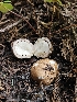  ( - FDS-CA-02232)  @11 [ ] by (2024) Mandy Hackney Fungal Diversity Survey