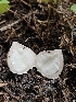  ( - FDS-CA-02232)  @11 [ ] by (2024) Mandy Hackney Fungal Diversity Survey
