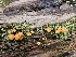  ( - FDS-CA-02235)  @11 [ ] by (2024) Mandy Hackney Fungal Diversity Survey
