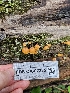  ( - FDS-CA-02235)  @11 [ ] by (2024) Mandy Hackney Fungal Diversity Survey