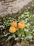 ( - FDS-CA-02235)  @11 [ ] by (2024) Mandy Hackney Fungal Diversity Survey