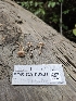  ( - FDS-CA-02221)  @11 [ ] by (2024) Mandy Hackney Fungal Diversity Survey