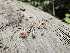  ( - FDS-CA-02221)  @11 [ ] by (2024) Mandy Hackney Fungal Diversity Survey