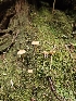  ( - FDS-CA-02223)  @11 [ ] by (2024) Mandy Hackney Fungal Diversity Survey